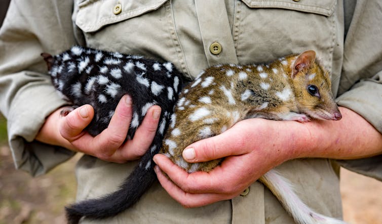 quolls being held