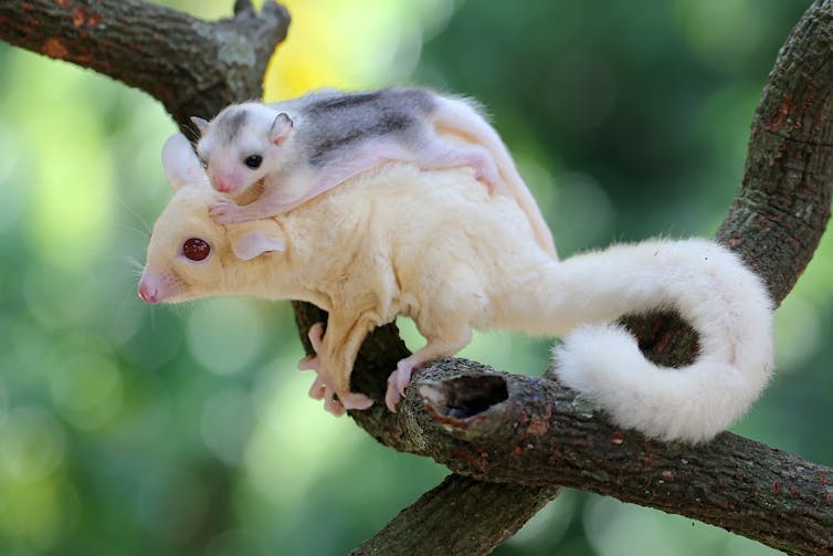 white sugar glider on branch