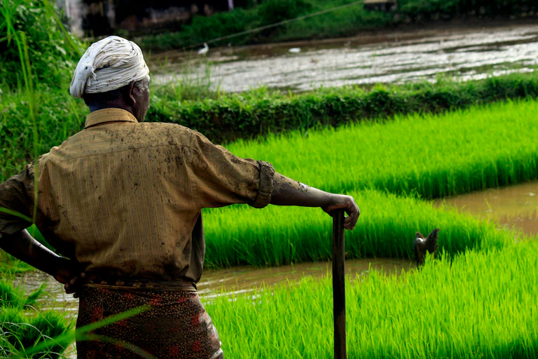 un homme face à une culture de riz