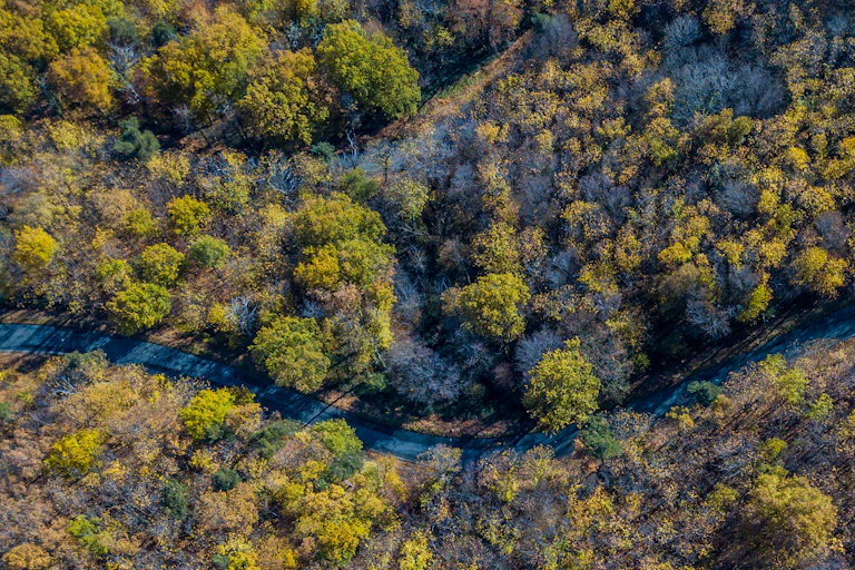 Vue aérienne sur une forêt de feuillus.