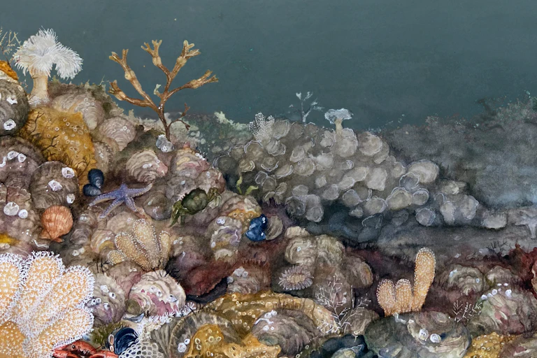 A painting of a seafloor encrusted with life.