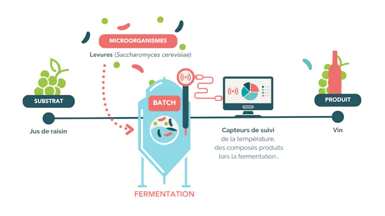 Schéma de la fabrication du vin : le raisin est fermenté par les levures. Des capteurs reliés à la cuve de fermentation nous permettent de suivre en direct la production des arômes du vin