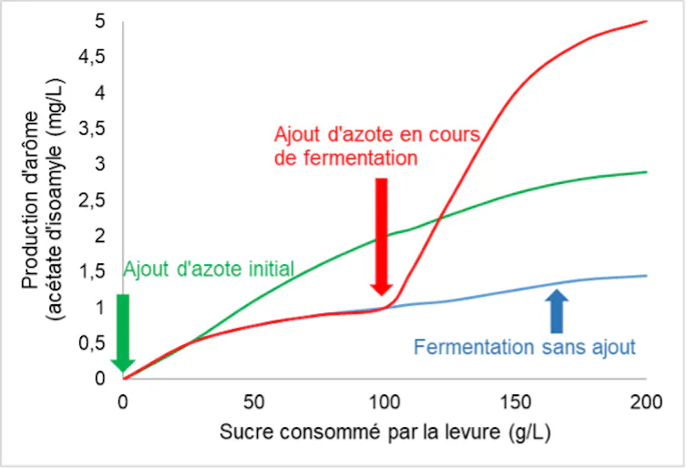 Impact de l’ajout d’azote sur la production d’arôme de banane (acétate d’isoamyle)