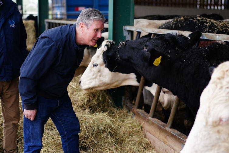 Keir Starmer encostado perto de uma vaca em uma fazenda, parecendo estar conversando com ela.