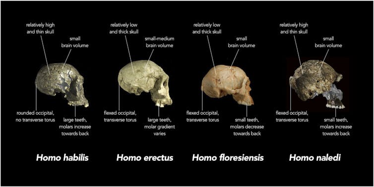Diagram comparing skulls of different _Homo_ species