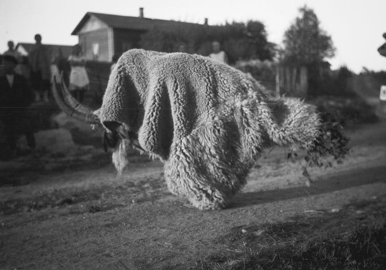 A strange looking beast.