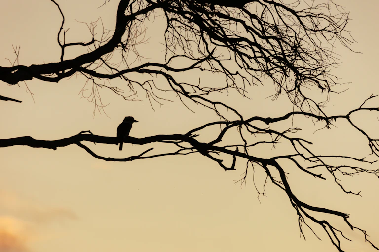 The shilouette of a kookaburra on a tree.