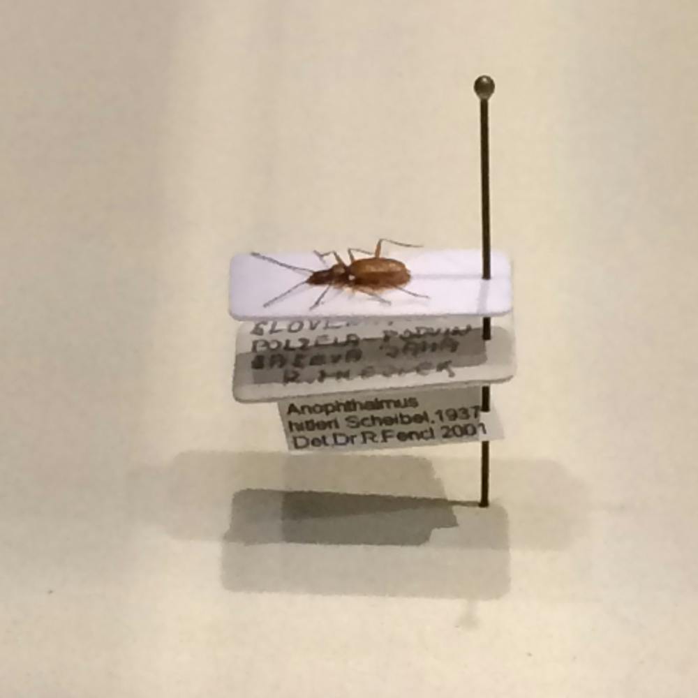 A Blind Beetle Named Hitler The Case For Changing Offensive Names Of a-blind-beetle-named-hitler-the-case-for-changing-offensive-names-of