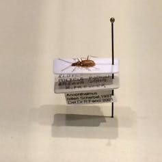 A beetle atop several labels