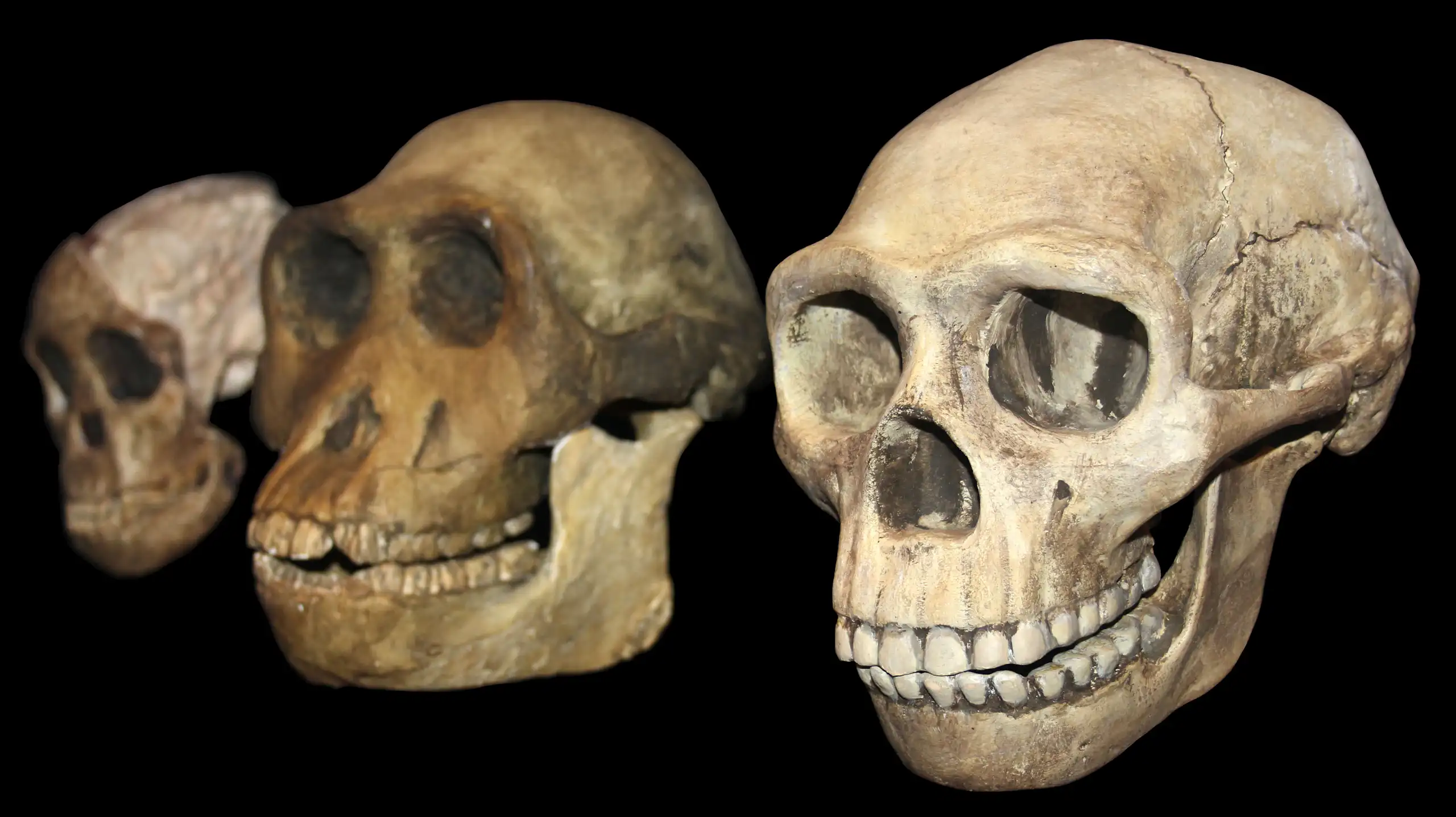 Three skulls of differing ancient hominin species.