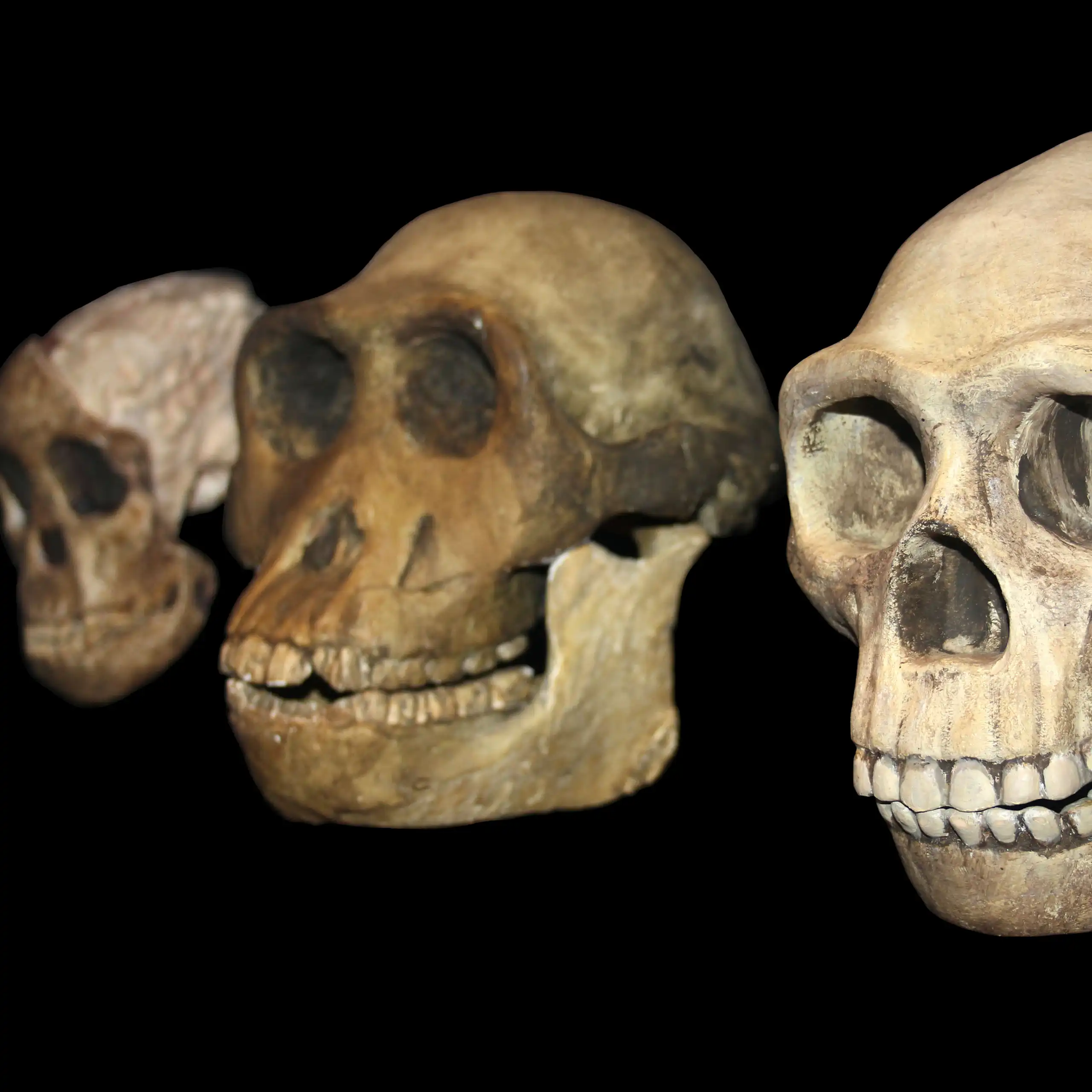 Three skulls of differing ancient hominin species.