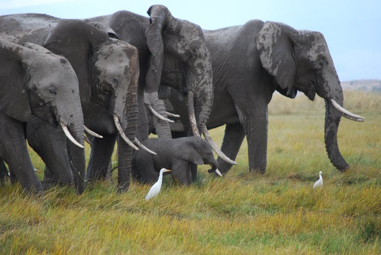 A group of large old African elephants and one youngster in a green field, against a blue sky