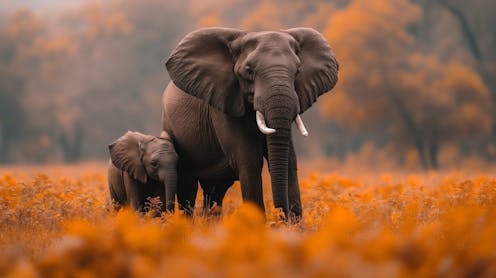 Humans are killing off the old and wise animals that hold nature together. Here’s what must change