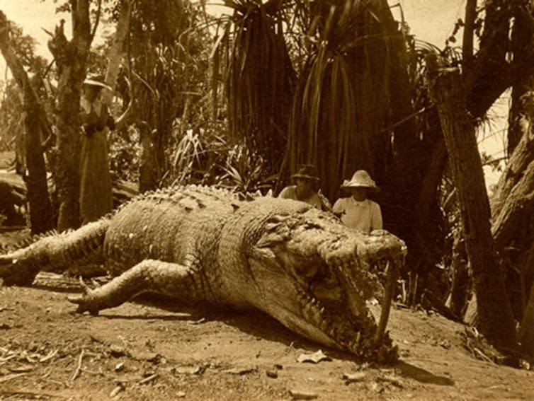 An old photograph showing an enormous freshwater crocodile on land, with two people in the background
