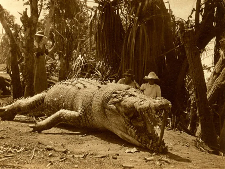 An old photograph showing an enormous freshwater crocodile on land, with two people in the background