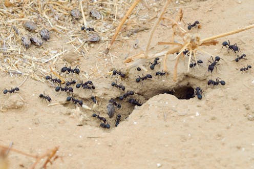 Ant stings can be painful. Here’s how to avoid getting stung this summer (and what to do if you do)
