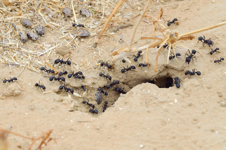 Ants crawling around a hole in the ground.