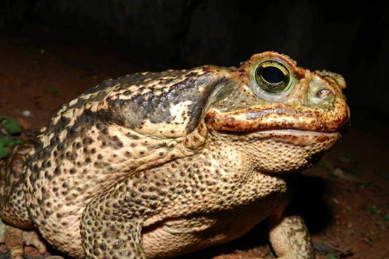 Foto noturna mostra um sapo boi bem e perto, com a pele amarronzada