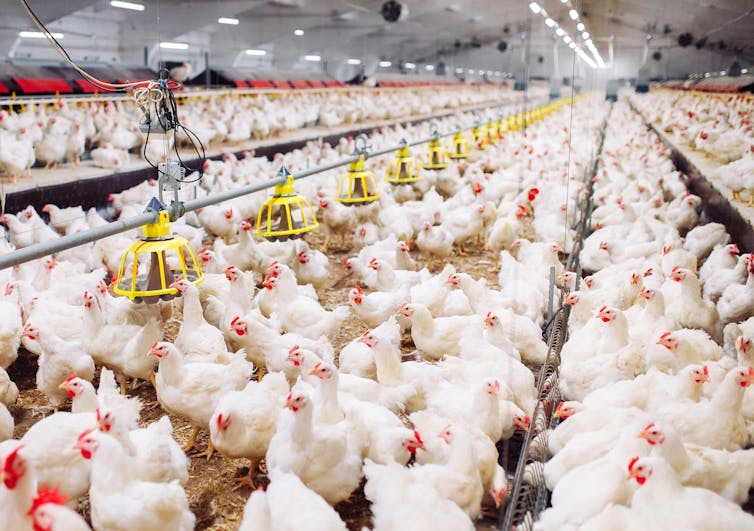 An indoor chicken farm.