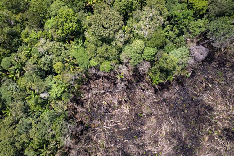 partly deforested forest from above