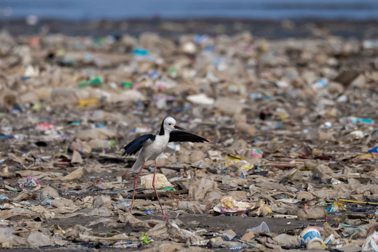 A bird is walking on a beach strewn with plastic waste.