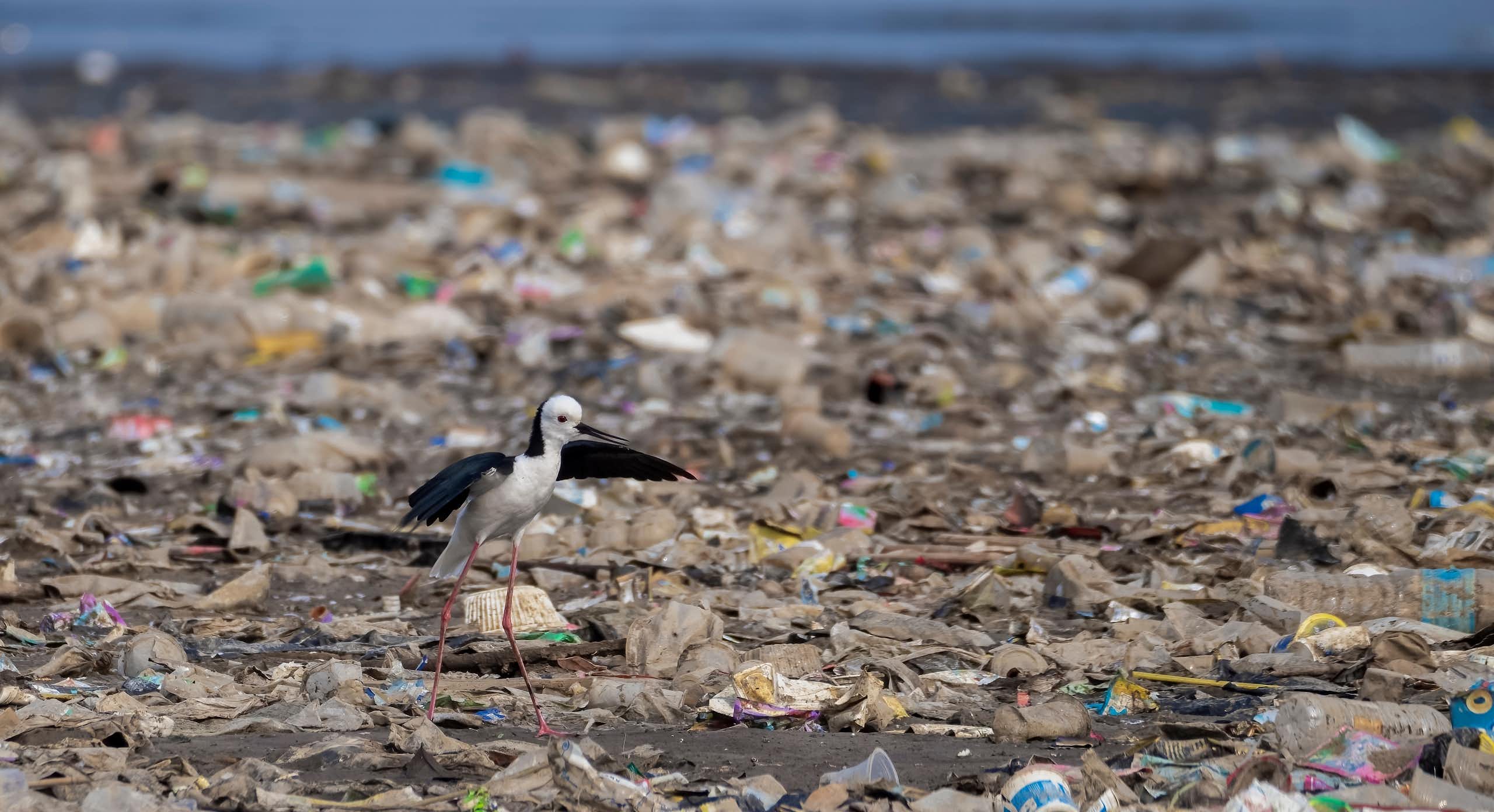 A bird is walking on a beach strewn with plastic waste.