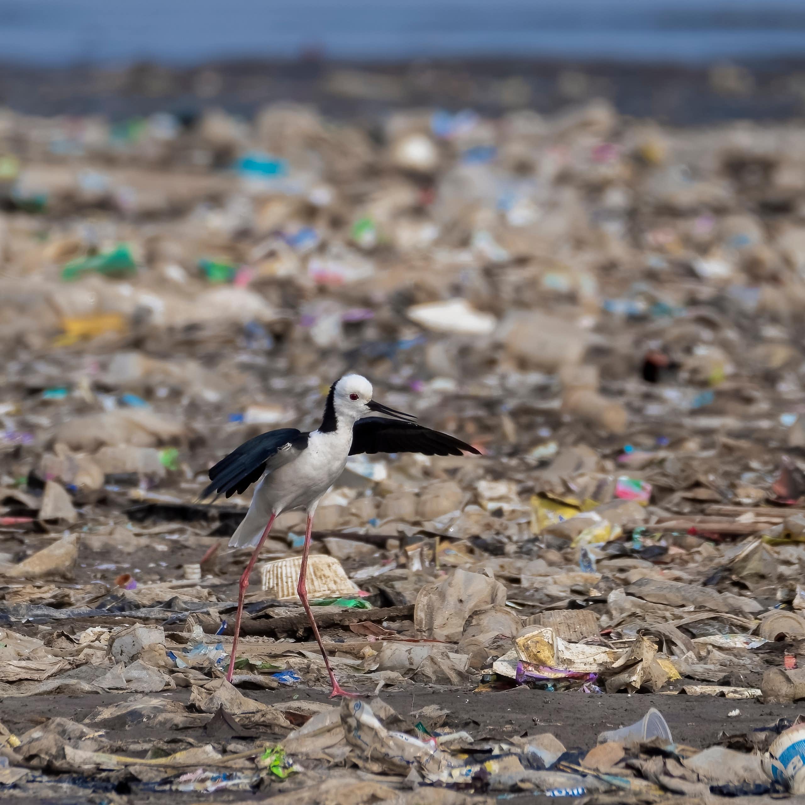 A bird is walking on a beach strewn with plastic waste.
