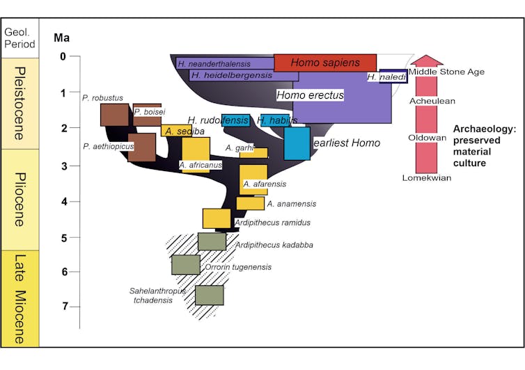 Chart detailing the main (known) genera and species of hominin by age