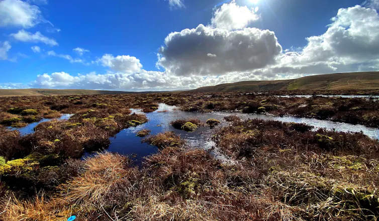 A blue sky over peatland.