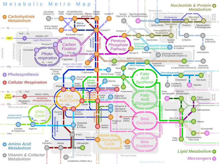 Diagrama de linhas e círculos multicoloridos que se cruzam, semelhante a um mapa de metrô