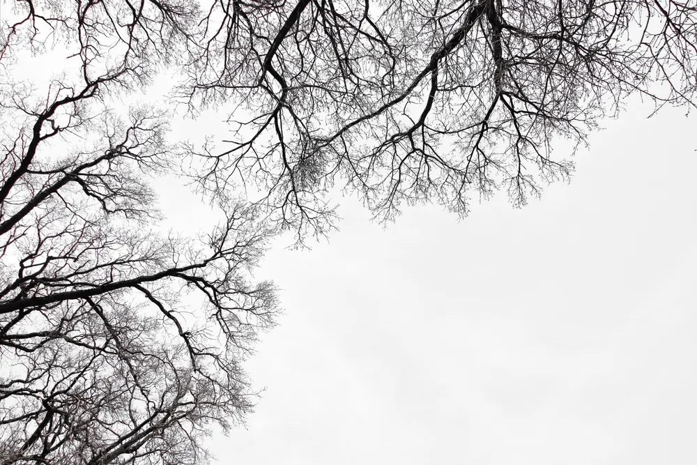 Mandelbrot’s fractals are not only gorgeous – they taught ...