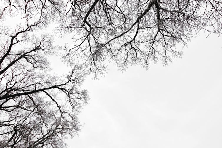 Tree branches