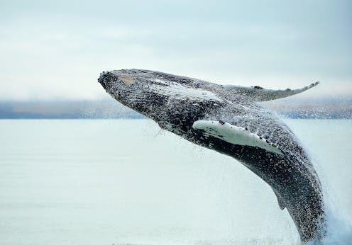 A new model accurately predicts the migration of humpback whales – and may help them survive climate change