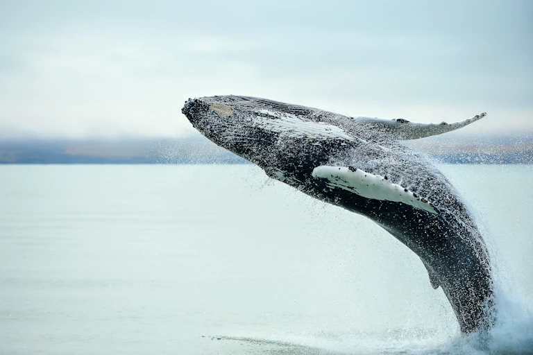 Large whale covered in barnacles breaching out of calm water.