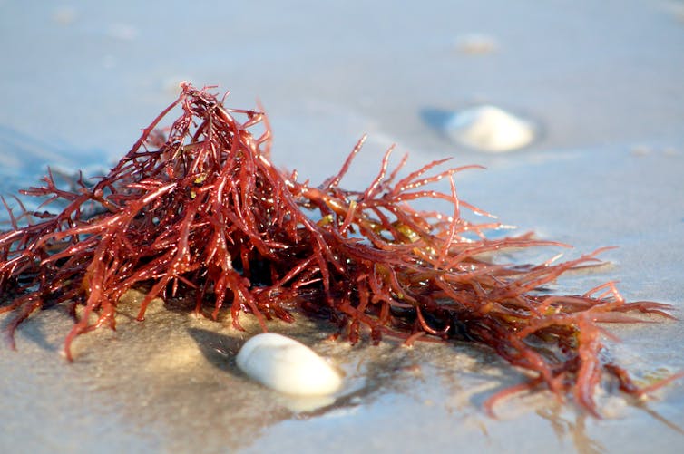 A clump of red algae on wet sand and white pebbles.