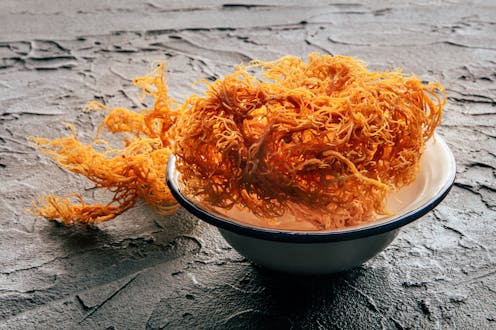 Is TikTok right? Are there health benefits to eating sea moss?