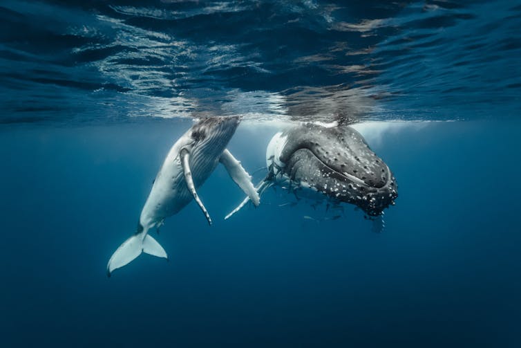 A humpback whale mum and calf sitting next to each other in crystal clear water.