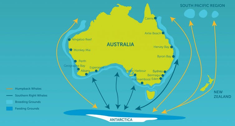 Map of Australia and Antarctica with arrows indicating migration patterns of different whale species.