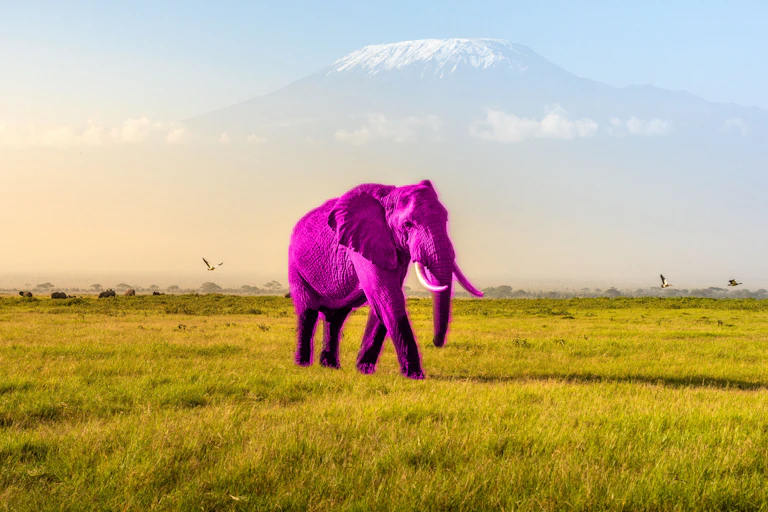 Recoloured photo showing a bright pink elephant walking across a grassy plain.