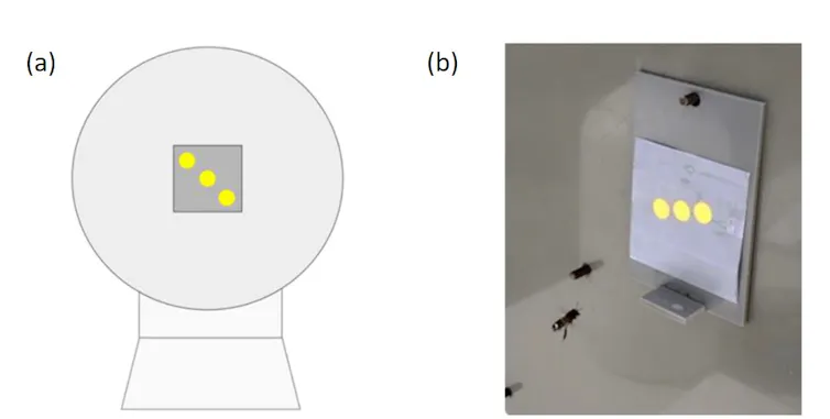 A diagram of the experimental screen on the left and an image of a bee flying towards an image of three yellow dots on a grey background on the right.