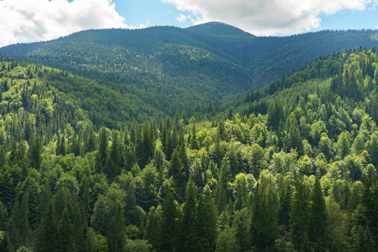 trees in forest