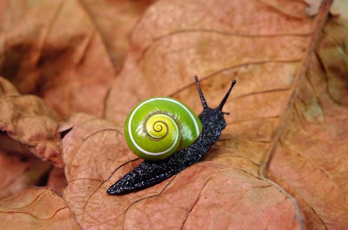 Can animals make ‘art’? These examples from nature suggest so