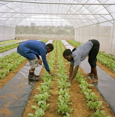 Two people plant lettuce inside a greenhouse