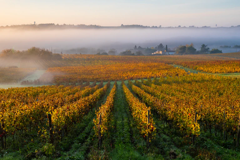 des vignes du bordelais à l'automne dans le brouillard