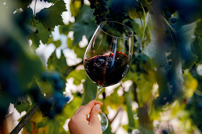 A glass of red wine, held up against a grapevine.