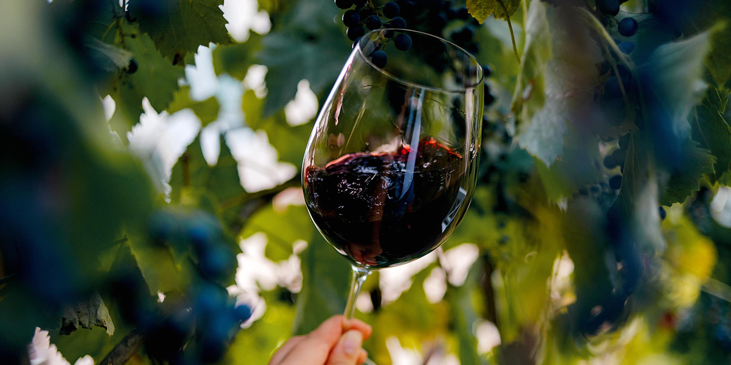 A glass of red wine, held up against a grapevine.