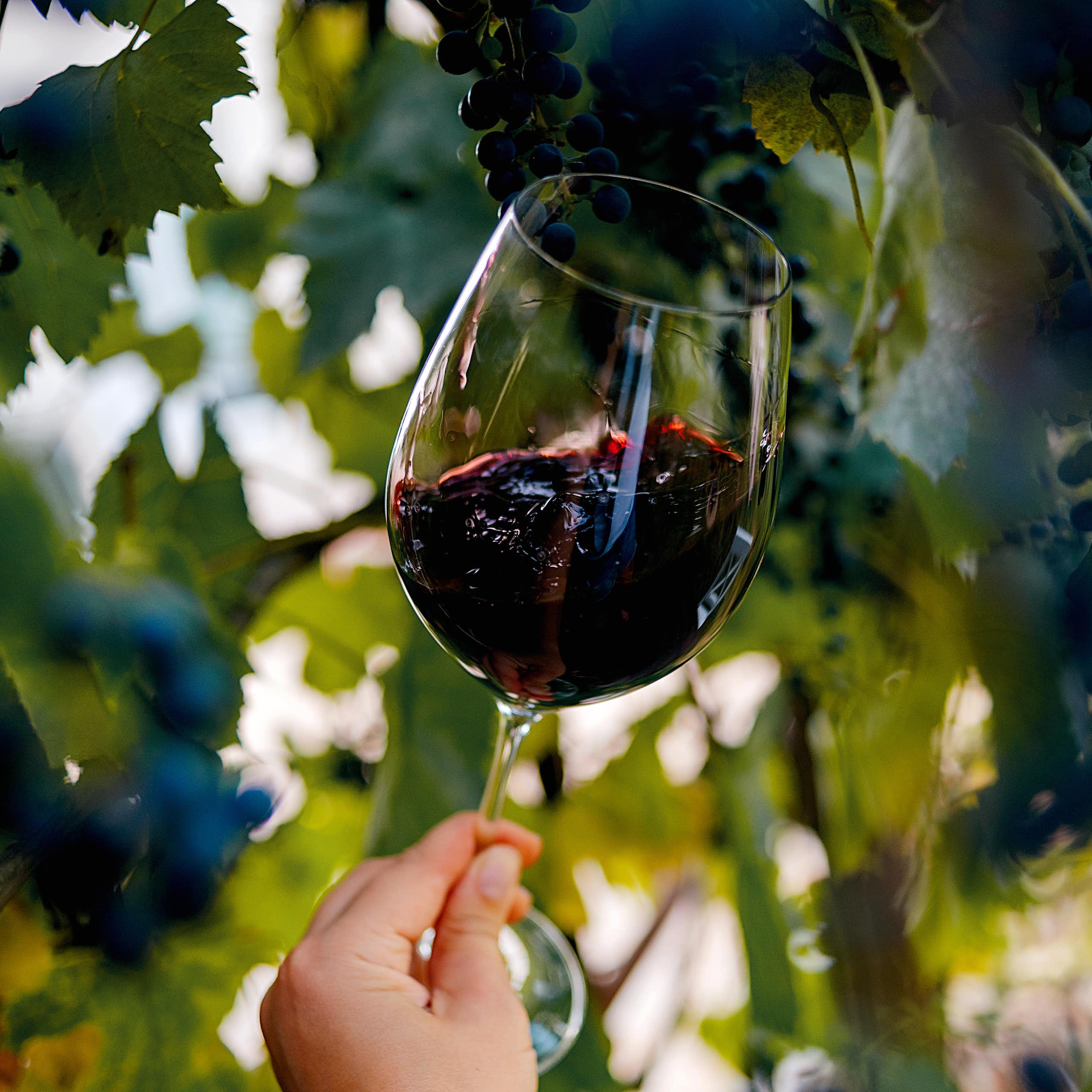 A glass of red wine, held up against a grapevine.