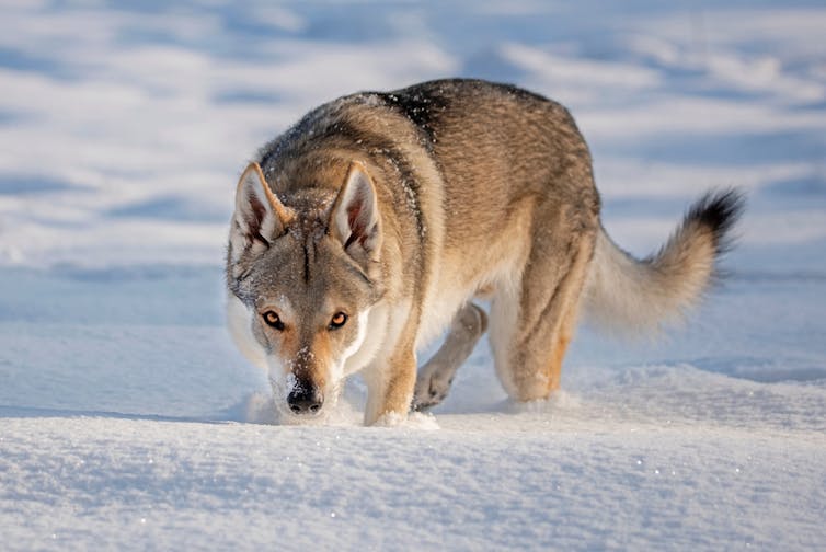 A wolfdog stands on a snowy field and looks at the camera slightly menacingly.