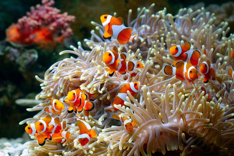 A host of bright orange and white fish floating around a mop-like anemone underwater.