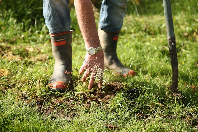 A small native tree seedling is planted in the ground, with a farmer's hands and gumboots and a spade visisble.